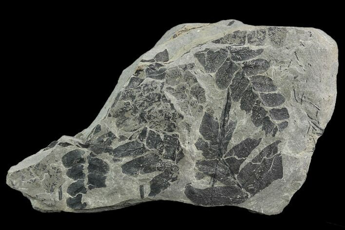 Pennsylvanian Fossil Fern (Neuropteris) Plate - Kentucky #126244